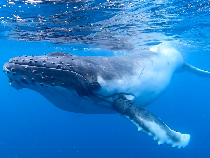 Top 5 Crypto Whale Tracker Tools to Buy the Dip in&nbsp;2022